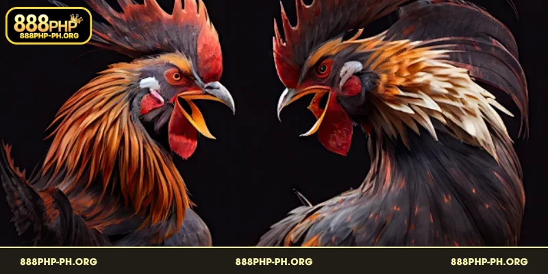Mahuhusay na Teknik sa Paglalaro ng Sabong 888PHP