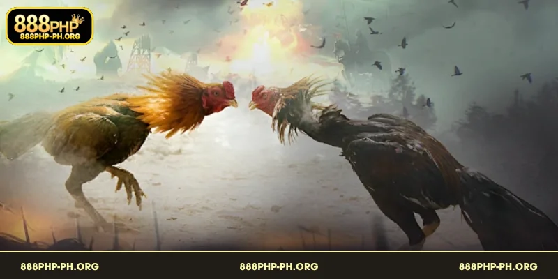 Natatanging Karanasan sa Pagtaya sa Sabong 888PHP